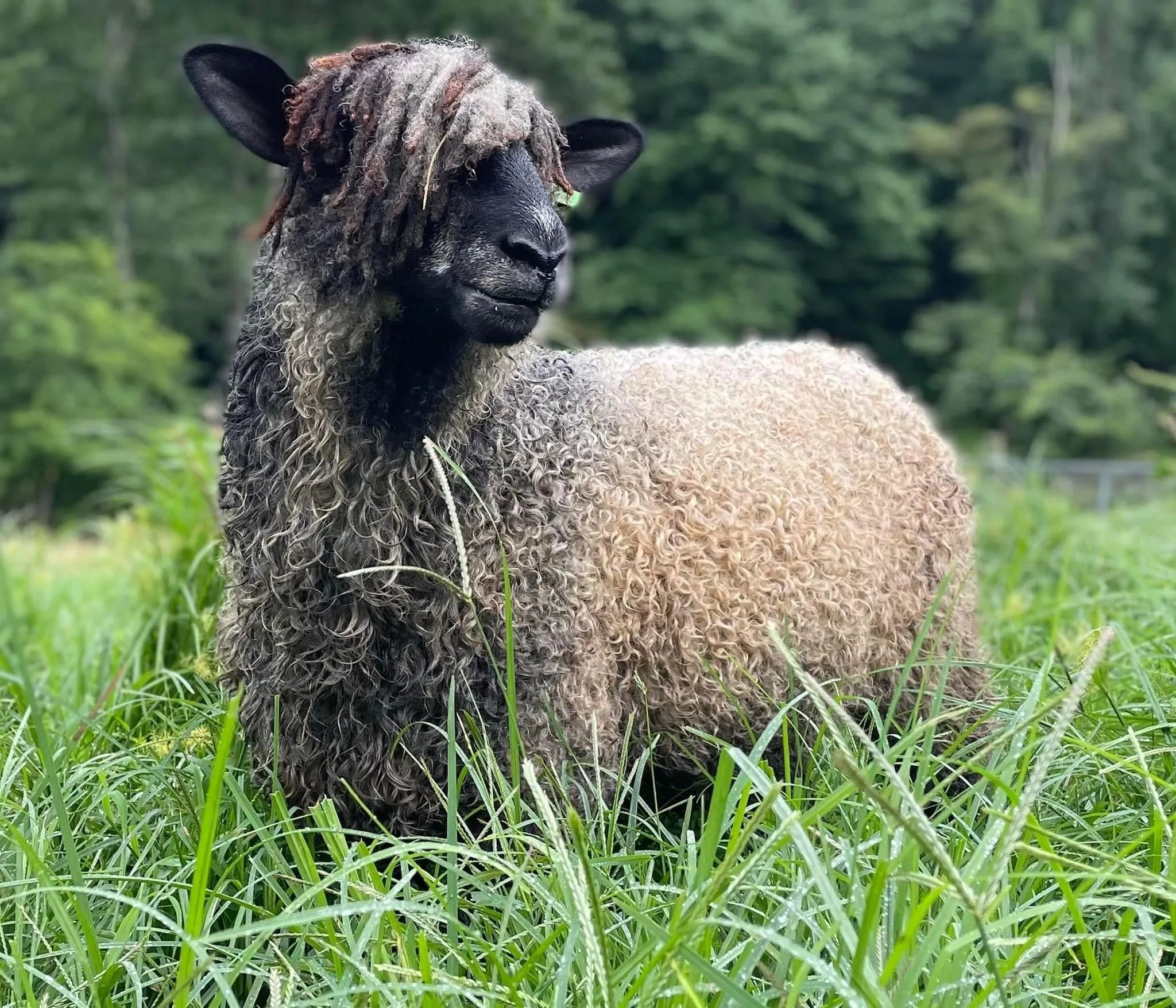 Natural Colored Lincoln Locks for Spinning